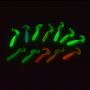 AR02 Golw curly soft lure