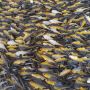 BQ01 Soft Lure Swim Shad lure