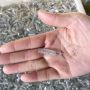AR03 Curly soft lure