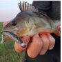 AR25 Double color T tail soft lure